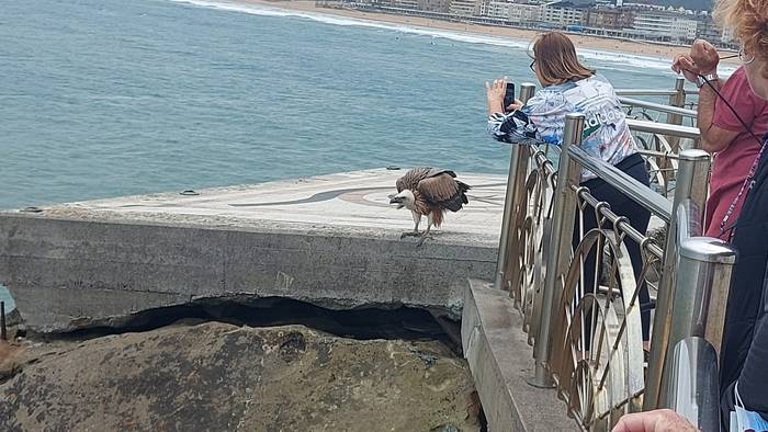 HARA! Putre bat agertu da Zarautz-Getaria itsas pasealekuan