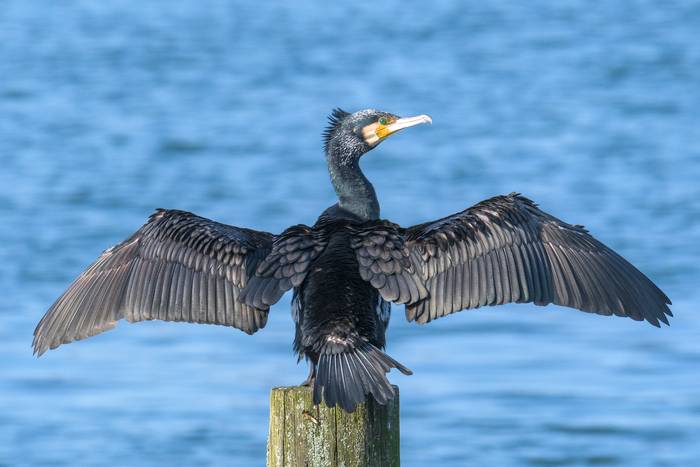 Ubarroi handia (Phalacrocorax carbo)