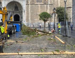 Hasi dira eliz atariko zuhaitzak kentzen