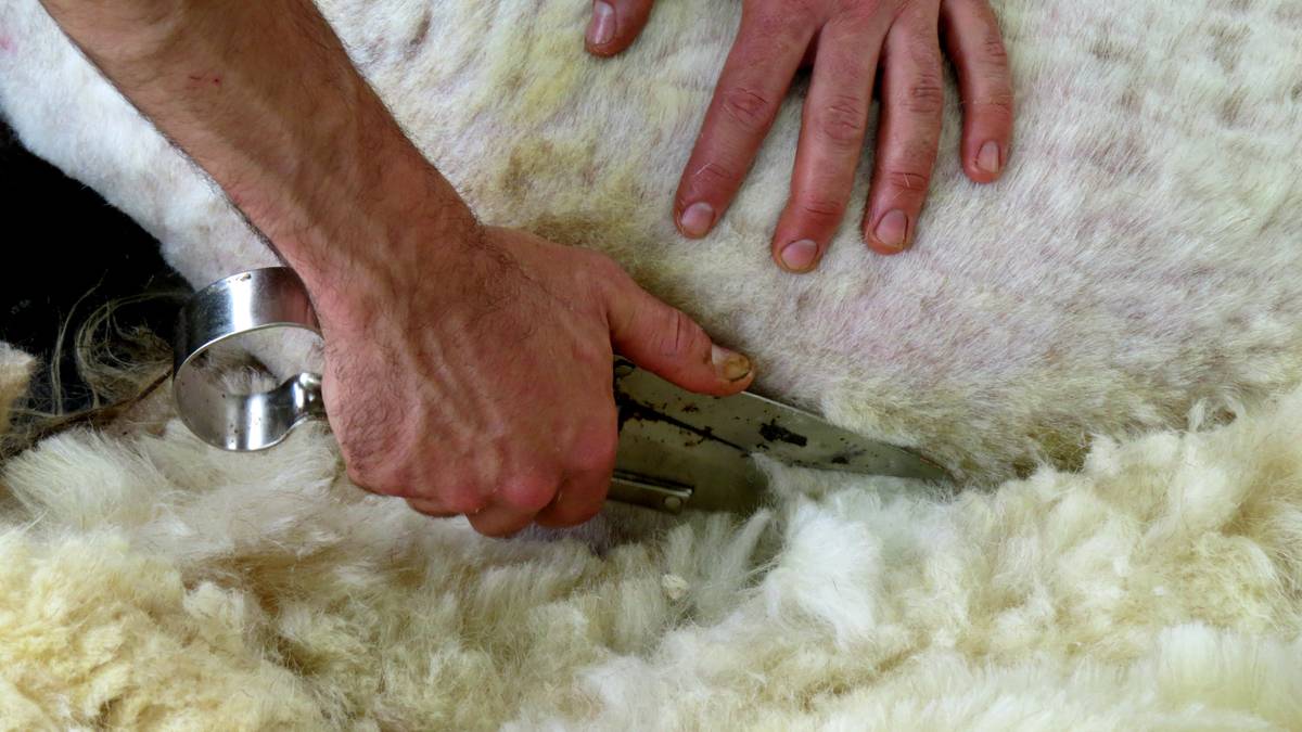 Eskualdeko artzainek eman dezakete izena aurtengo artile bilketarako