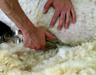 Eskualdeko artzainek eman dezakete izena aurtengo artile bilketarako