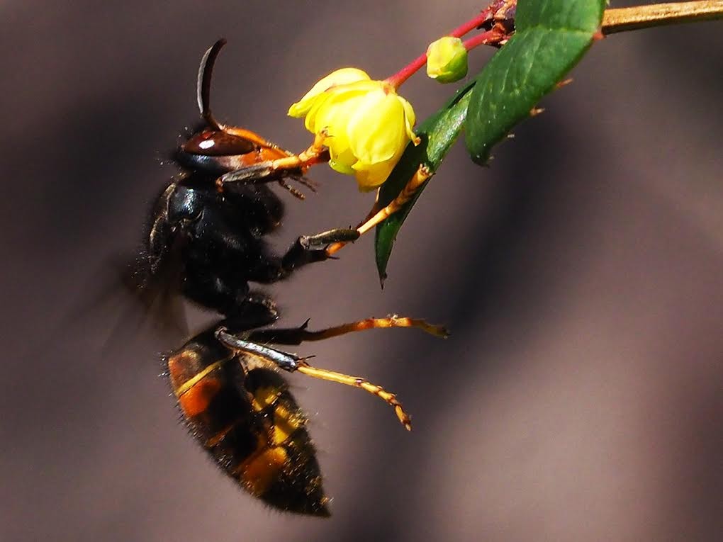 Udaberriaren ondorioa