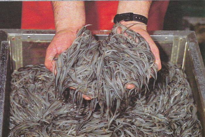 Angulen ezkutuko sekretuak