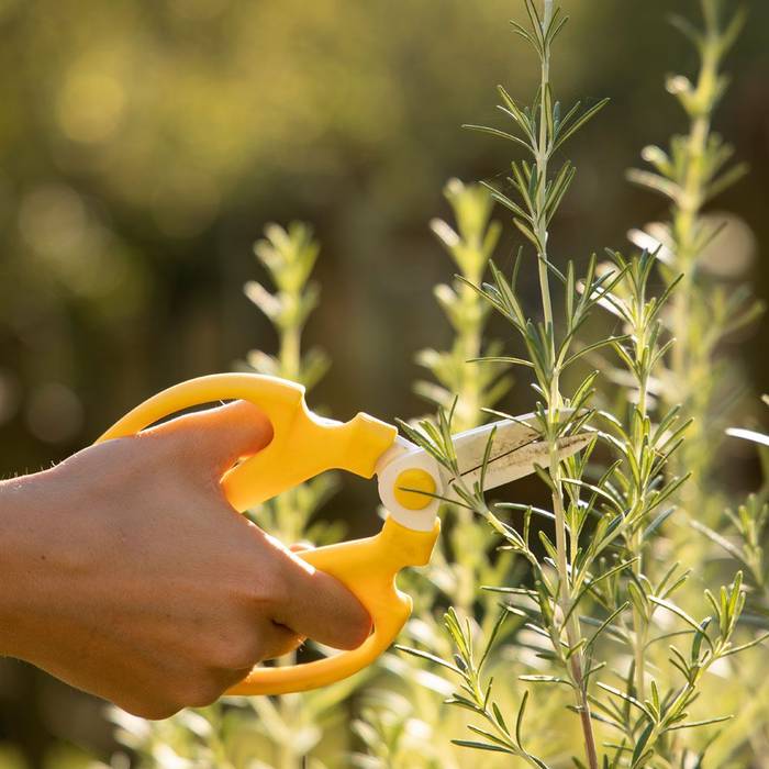Irteera botanikoa ibai bazterrean