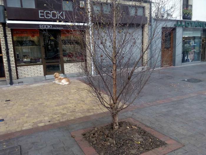 Bost urki landatu dira Beheko Plazan eta lanen amaiera hurbilago dago