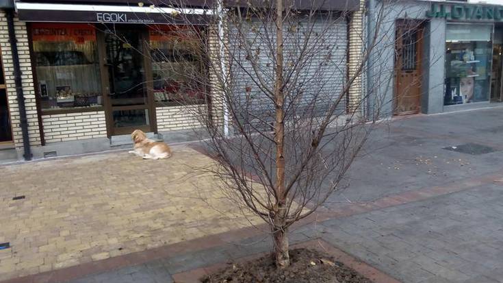 Bost urki landatu dira Beheko Plazan eta lanen amaiera hurbilago dago