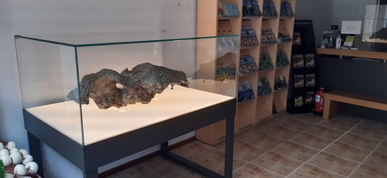 XIII. mendeko balea hezurra jarri dute ikusgai turismo bulegoan