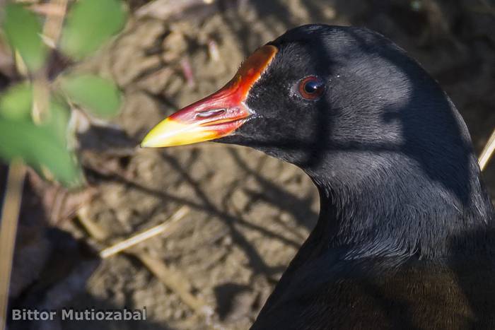 Gaur Iñurritzako Biotopoan