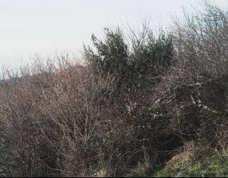 Hasiera, korapiloa, amaiera