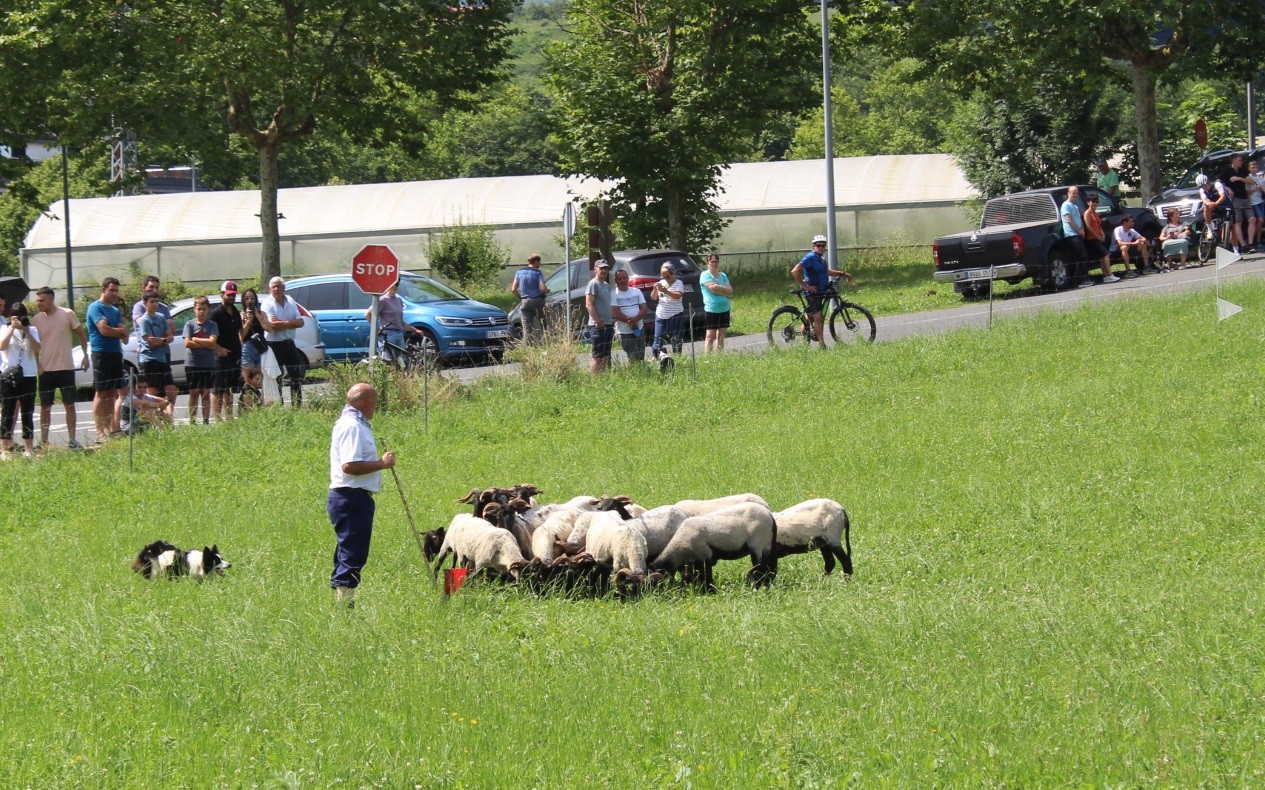 Sei lehiakide, etzi jokatuko duten III. Artzain Txakur Txapelketan