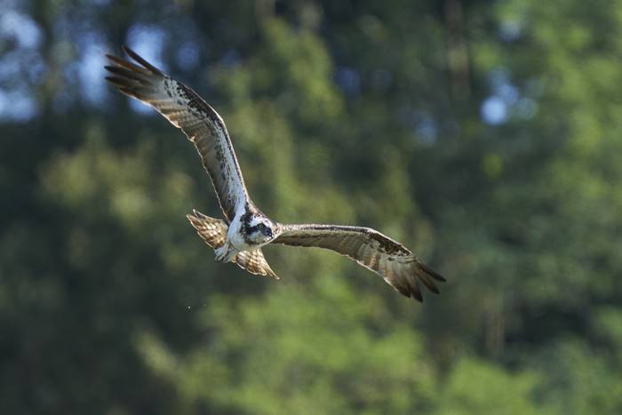 Hiru arrano arrantzalek hartu dute atseden Beduan
