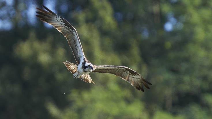 Hiru arrano arrantzalek hartu dute atseden Beduan