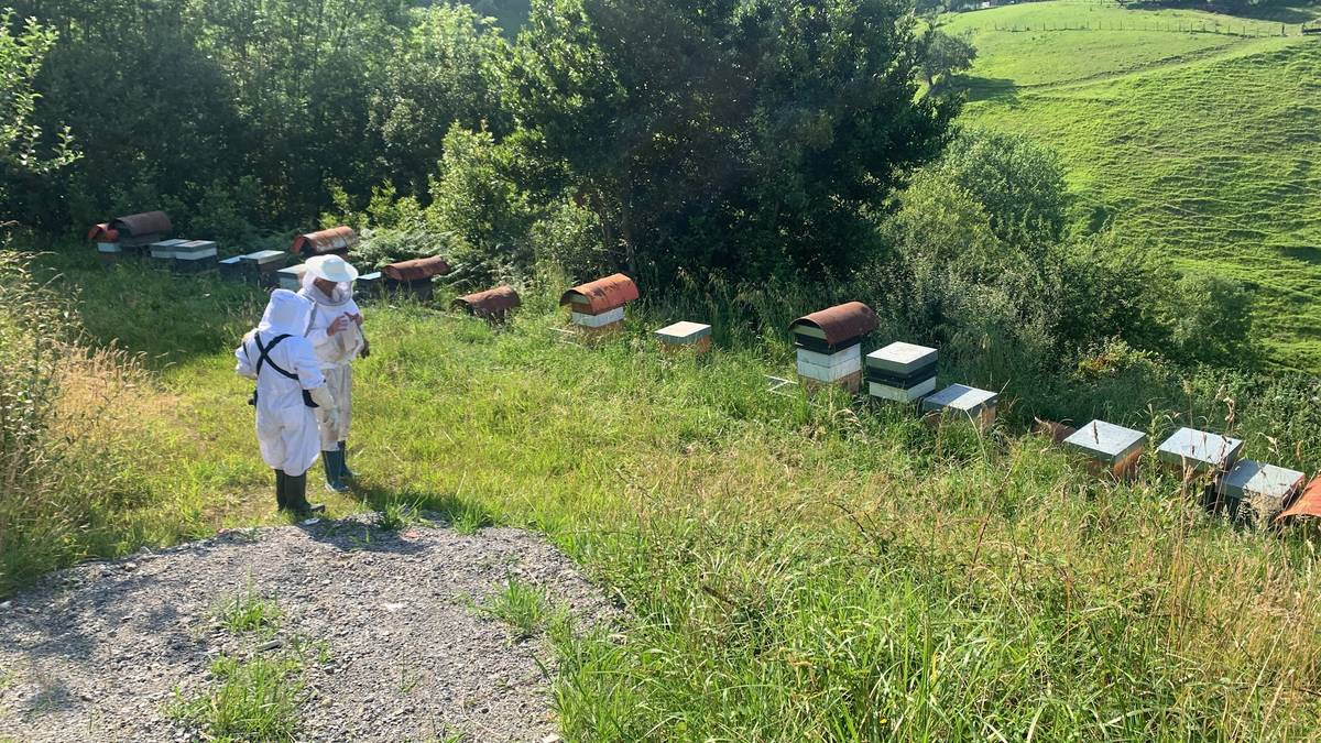 Uztaileko Zumaia Guka aldizkariaren aurrerapena: Erlezainak Amezmendin