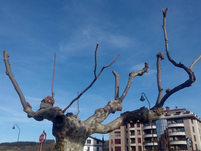 Hasi dira dagoeneko zuhaitzen kimaketa lanak