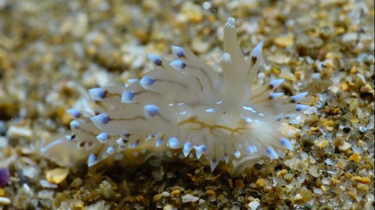 Gipuzkoako urpeko argazkigintza ligan saritu dituzte Olarru-subeko bi kide