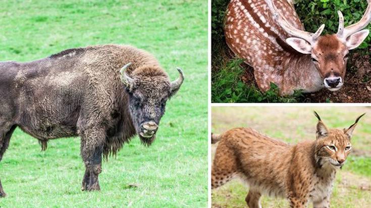 Basondo fauna babeslekurako sarrerak