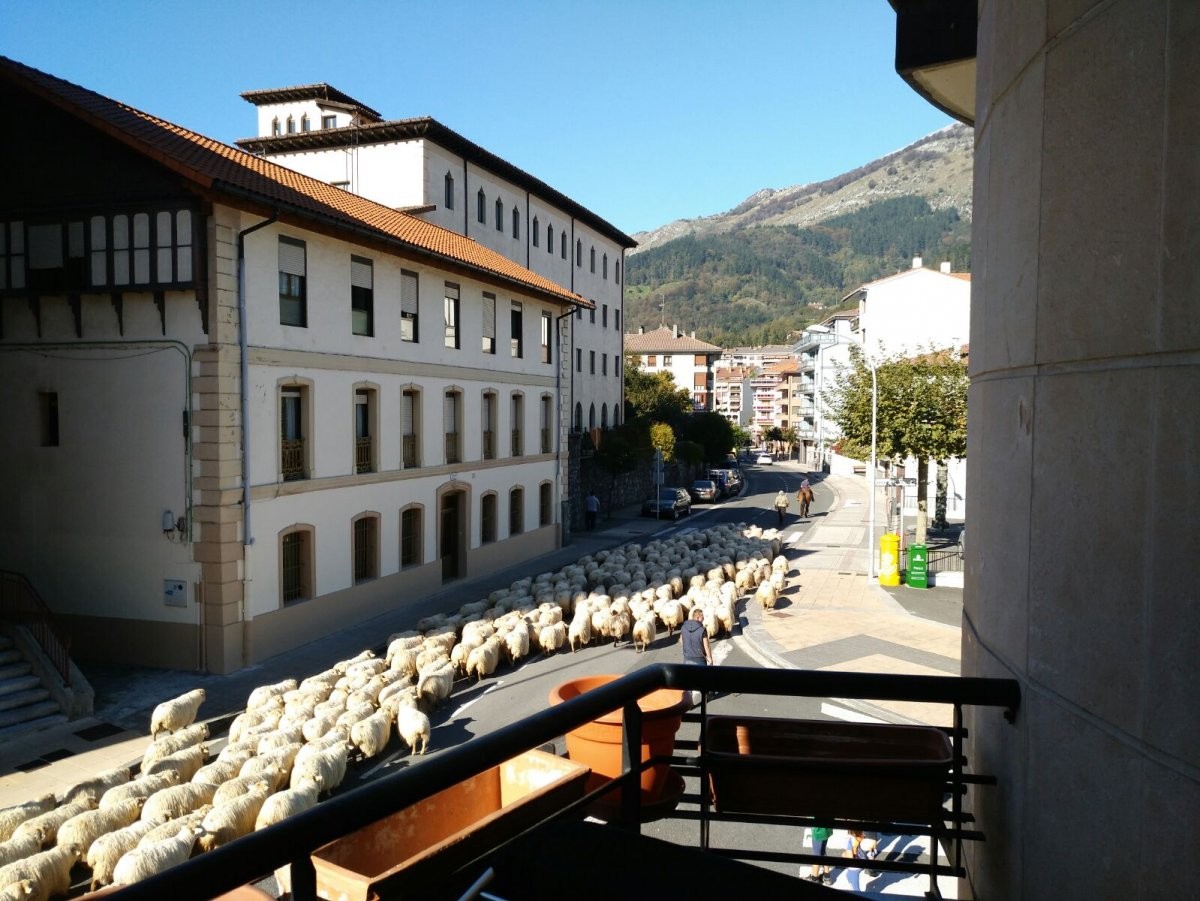 Abel Segurola artzainak gaur ekarri du artaldea Aralarretik Azpeitira