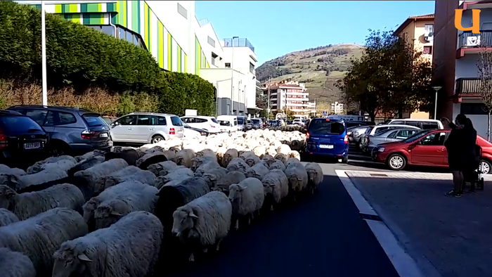 BIDEOA: Abel Segurolaren artaldea, Aralarretik Azpeitira