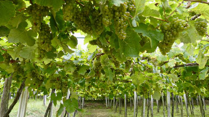 Mahats gutxiago, baina errentagarriagoa