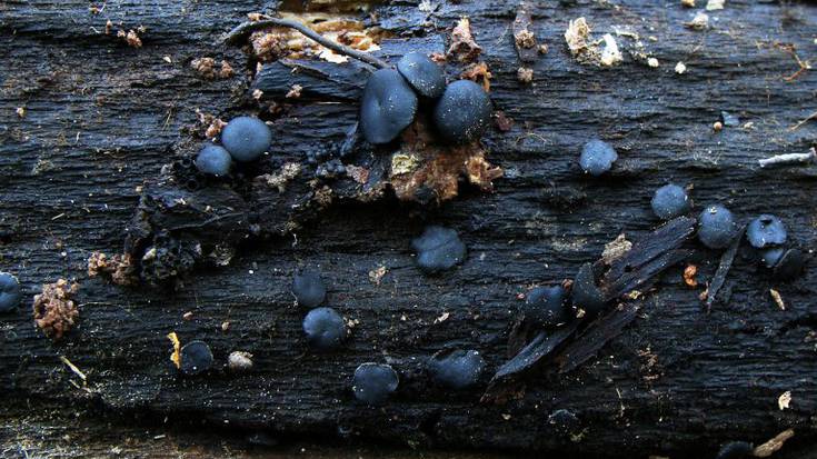 Onddo genero berri bat topatu dute Aranzadiko mikologoek Pagoetako parke naturalean