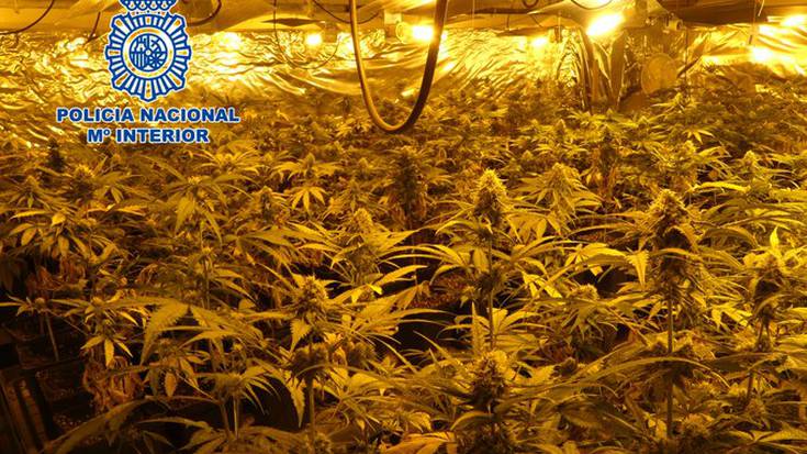 Ehunka marihuana landare atzeman eta bi lagun atxilotu dituzte industria pabilioi batean