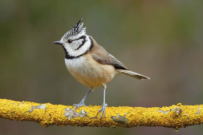 Amilotx mottoduna  (Lophophanes cristatus)