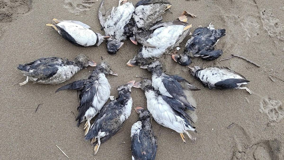 Lanperna-musu ugari hilik azaldu dira eskualdeko hondartzetan