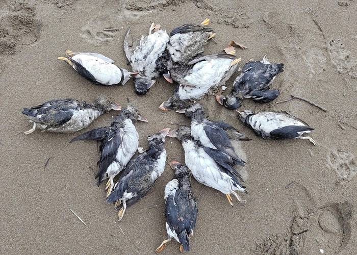 Lanperna-musu ugari hilik azaldu dira eskualdeko hondartzetan