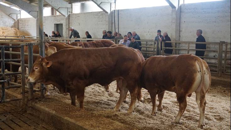 Irudietan: 34 idisko atera dituzte enkantean gaur Aiako Testaje Zentroan