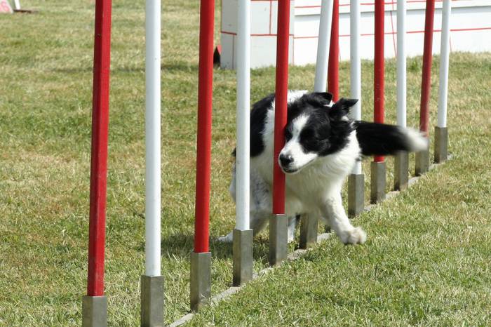 Agility probak izango dira asteburuan, Astin