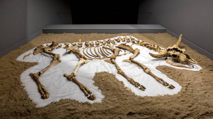 Azkoitiko Munibe arkeologia taldeak Kiputzen aurkitutako hezurren erakusketa zabaldu dute Altamira leizean