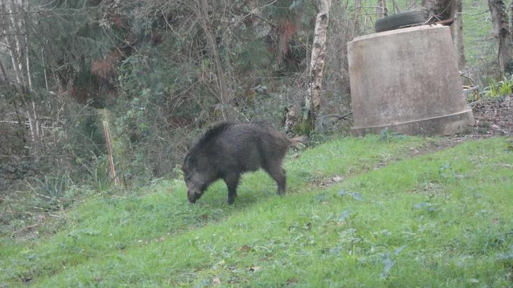 Basurdeak agertu dira Aiako Olaskoegia auzoan