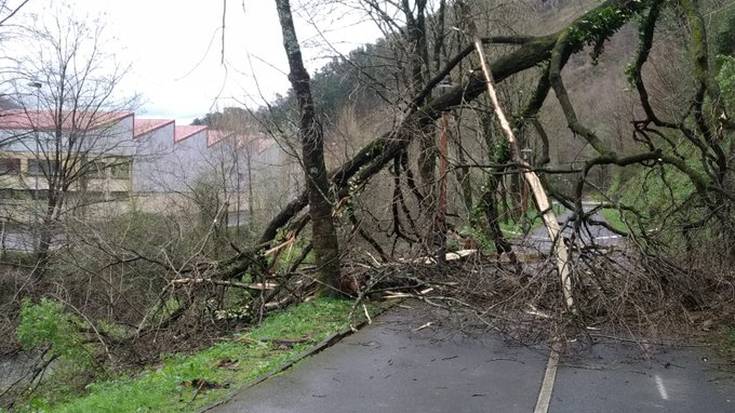 Bidegorria itxita dago San Juan eta Juin artean, zuhaitz bat erori ondoren