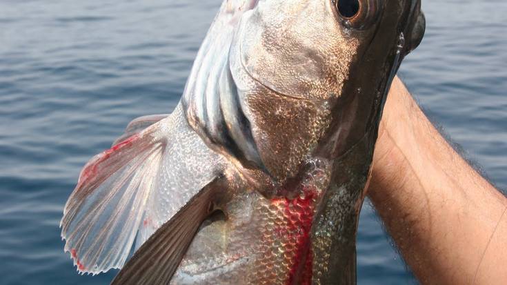 Legatz arrantza txapelketa jokatuko da larunbatean