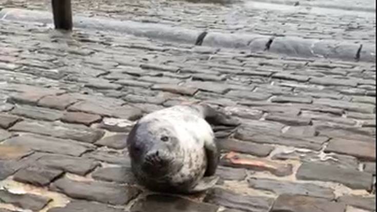 Zortzi itsas animalia artatu zituzten iaz eskualdeko kostako herrietan