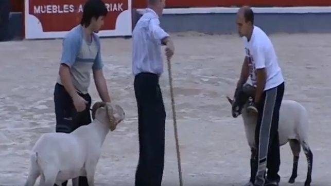 Azpeitian ahari jokoak egin izana salatu du Equo alderdi politikoak