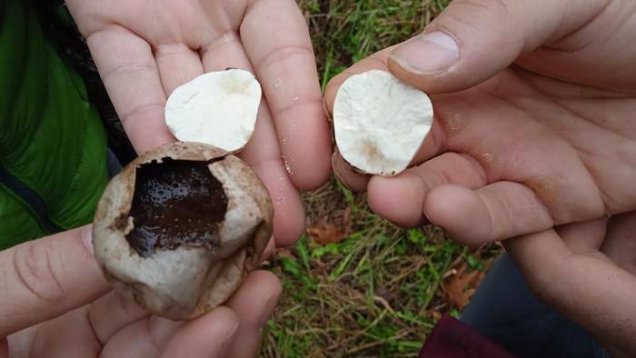Basoko onddoak ezagutzeko irteera egingo du Geoparkeak Itziarren