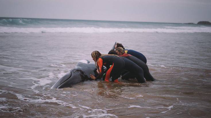 Irudietan: Balea itsasoratzen