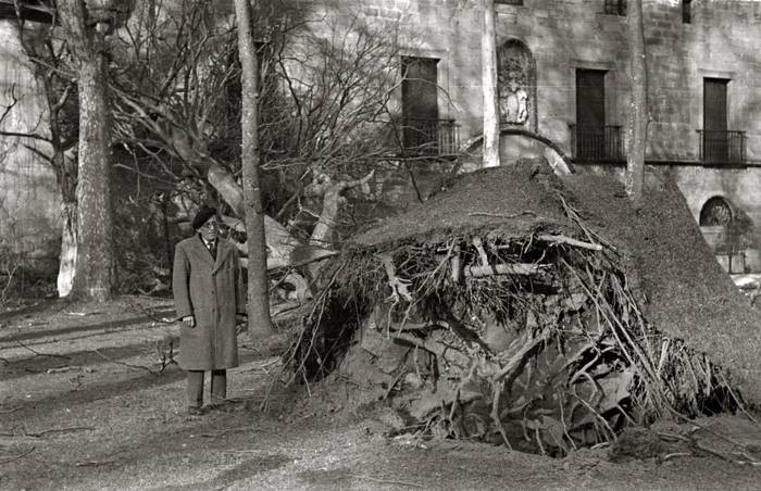 Zuhaitza Narroseko atarira erori zenekoa