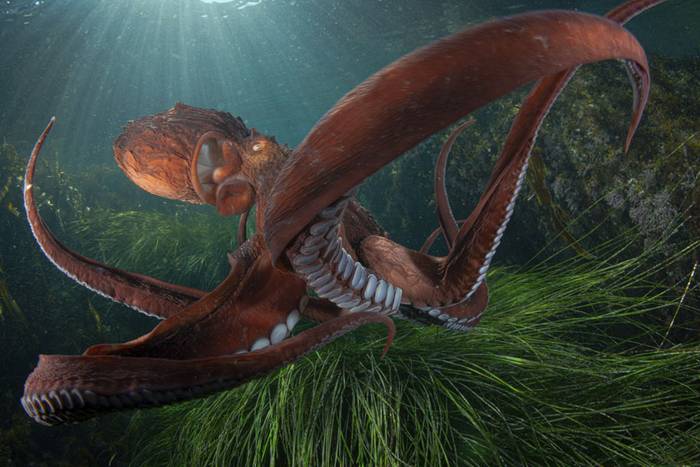 Cimasub itsaspeko zikloko emanaldia izango da gaur Aita Marin