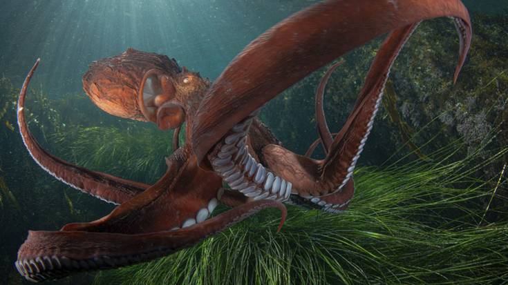 Cimasub itsaspeko zikloko emanaldia izango da gaur Aita Marin