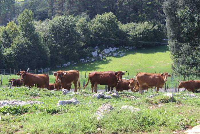 “Ia bi urtez iraun beharko dute ganaduzaleek beren aurrezkiekin”