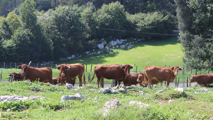 “Ia bi urtez iraun beharko dute ganaduzaleek beren aurrezkiekin”