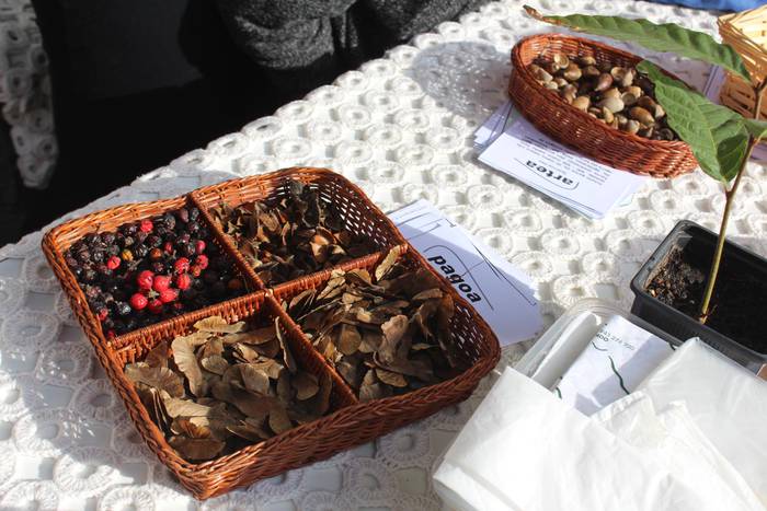 Orioko Herrio natur taldeak inguruko zuhaitz espezien haziak banatuko ditu