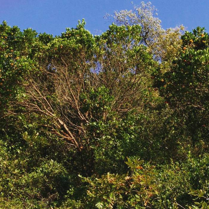 Erortzeko arriskuan dauden zuhaitzak kentzen jarraitzen dute