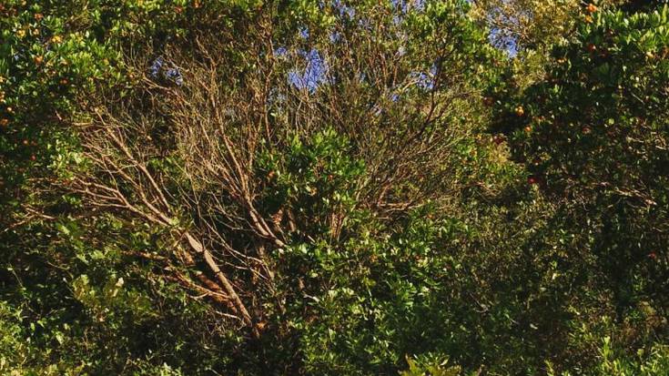 Erortzeko arriskuan dauden zuhaitzak kentzen jarraitzen dute