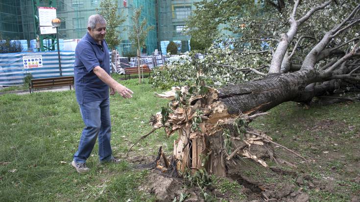 Aste honetan kenduko dituzte haizeak botatako zuhaitz eta adarrak