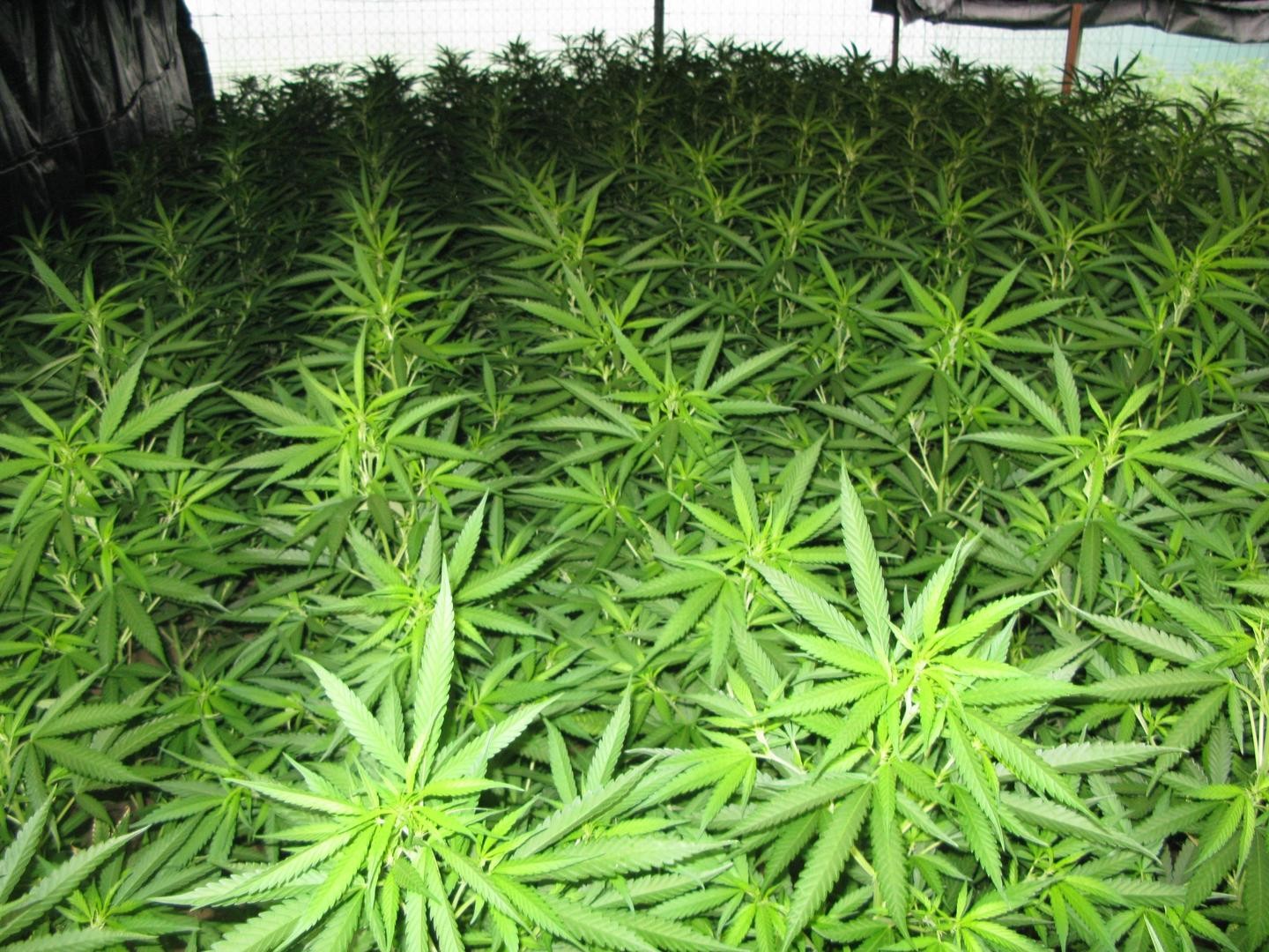 Hainbat marihuana sail desegin ditu Ertzaintzak eskualdean, tartean Aian