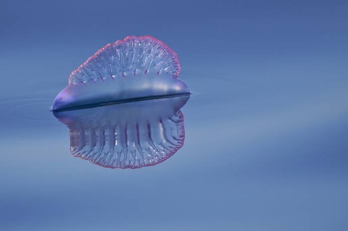 Oliver Perezek irabazi du Berriaren udako argazki lehiaketa