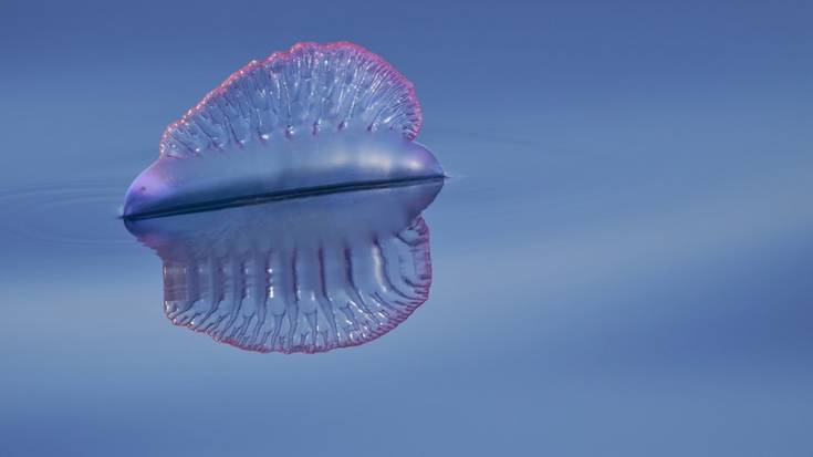 Oliver Perezek irabazi du Berriaren udako argazki lehiaketa